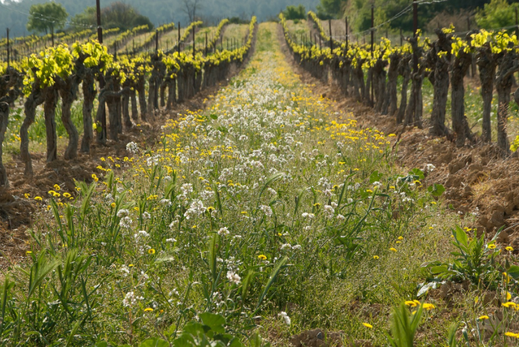 Vins issus de l’agriculture Bio, Biodynamie et vins dits ‘’nature’’. Que se passa?