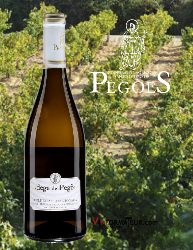 Bouteille de Adega de Pegões, Colheita Seleccionada, Portugal, Péninsule de Setubal, vin blanc, 2019 avec vignobles en arrière-plan