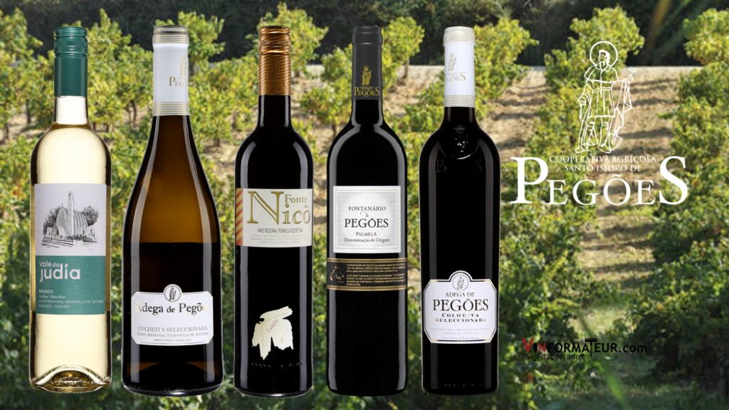 Cinq vins de la Péninsule de Setubal - Cooperativa Agricola Santo Isidro de Pegoes avec vignobles en arrière-plan