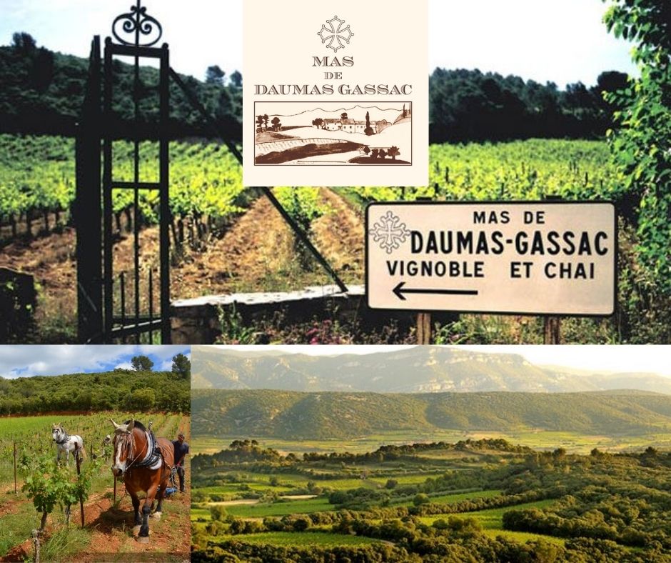 Mas de Daumas Gassac, vignobles