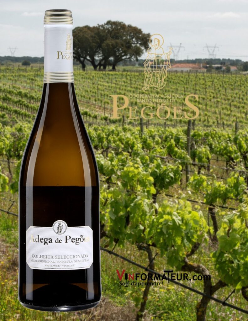 Bouteille de Adega de Pegoes, Colheita Seleccionada, Portugal, Péninsule de Sétubal, Cooperativa Agricola de Santo Isidro de Pegoes, vin blanc, 2020