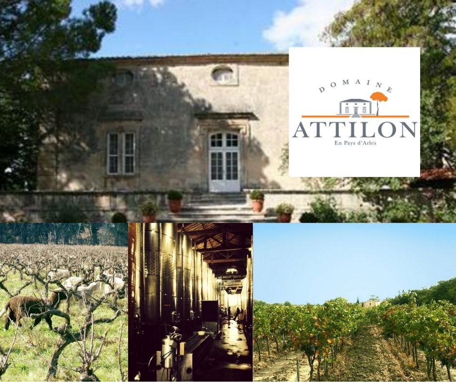 Domaine Attilon: chai et vignobles