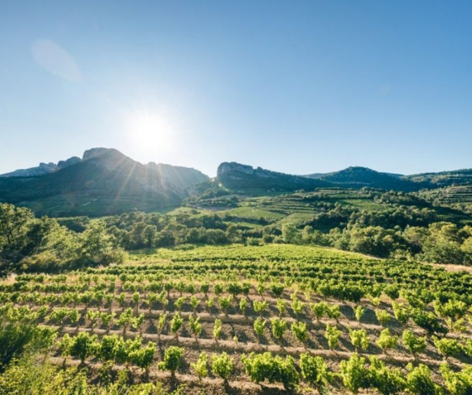Vignoble Côtes du Rhône