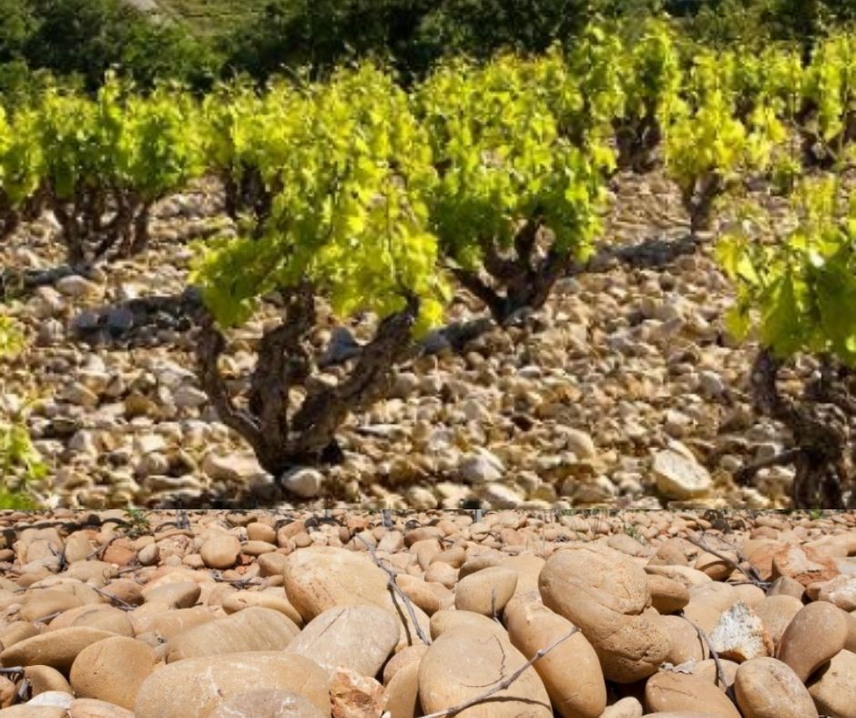 Vignoble Côtes du Rhône