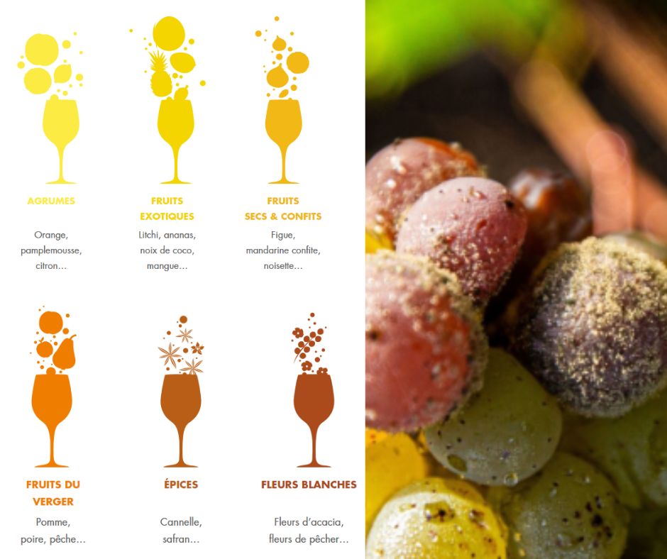 Arômes et saveurs des vins de Sauternes