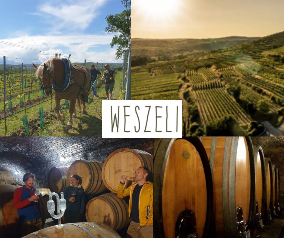 Weingut Weszeli: chai, vignobles
