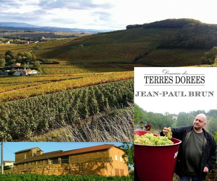 Domaine des Terres Dorées: Jean-Paul Brun, chai, vignobles