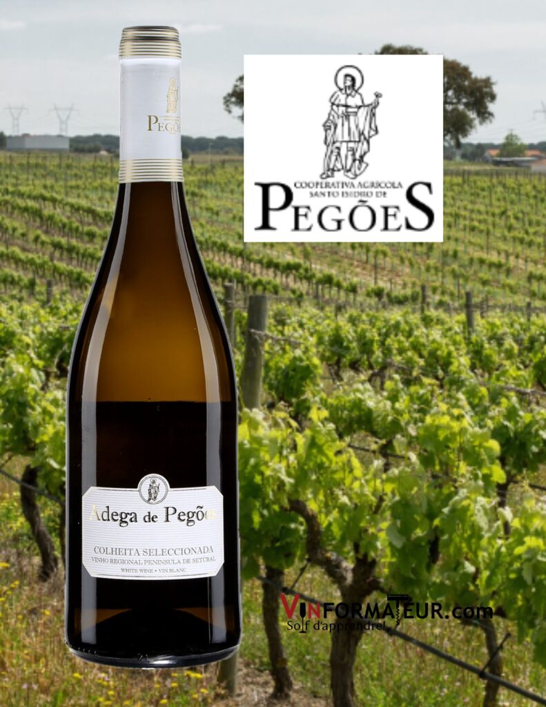 Bouteille de Adega de Pegoes, Colheita Seleccionada, Portugal, Péninsule de Sétubal, Cooperativa Agricola de Santo Isidro de Pegoes, vin blanc, 2021