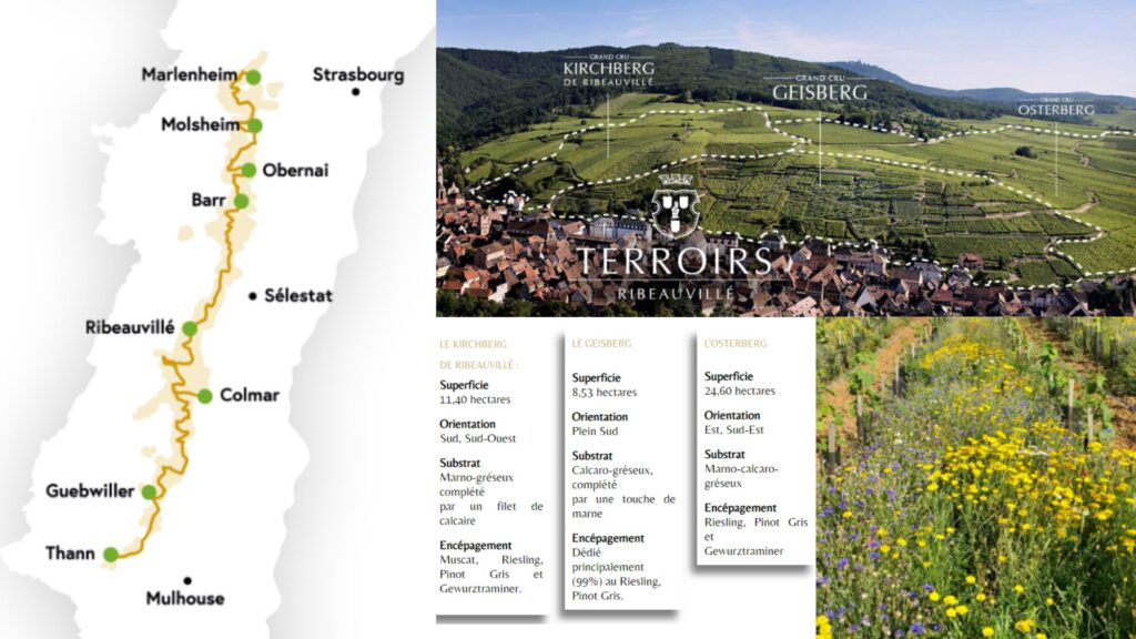 Terroirs Grands Crus du Domaine Kientzler et carte viticole de l'Alsace
