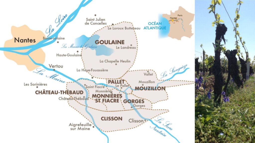 Carte viticole des crus de Muscadet
