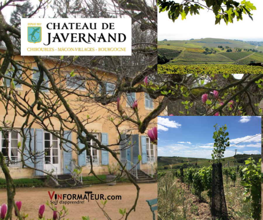 Château de Javernand: chai et vignobles