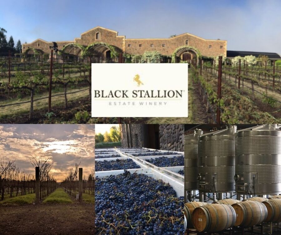 Black Stallion Winery: chai et vignobles