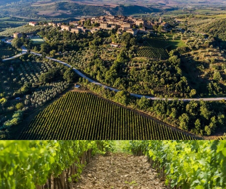 Vignobles de Montalcino