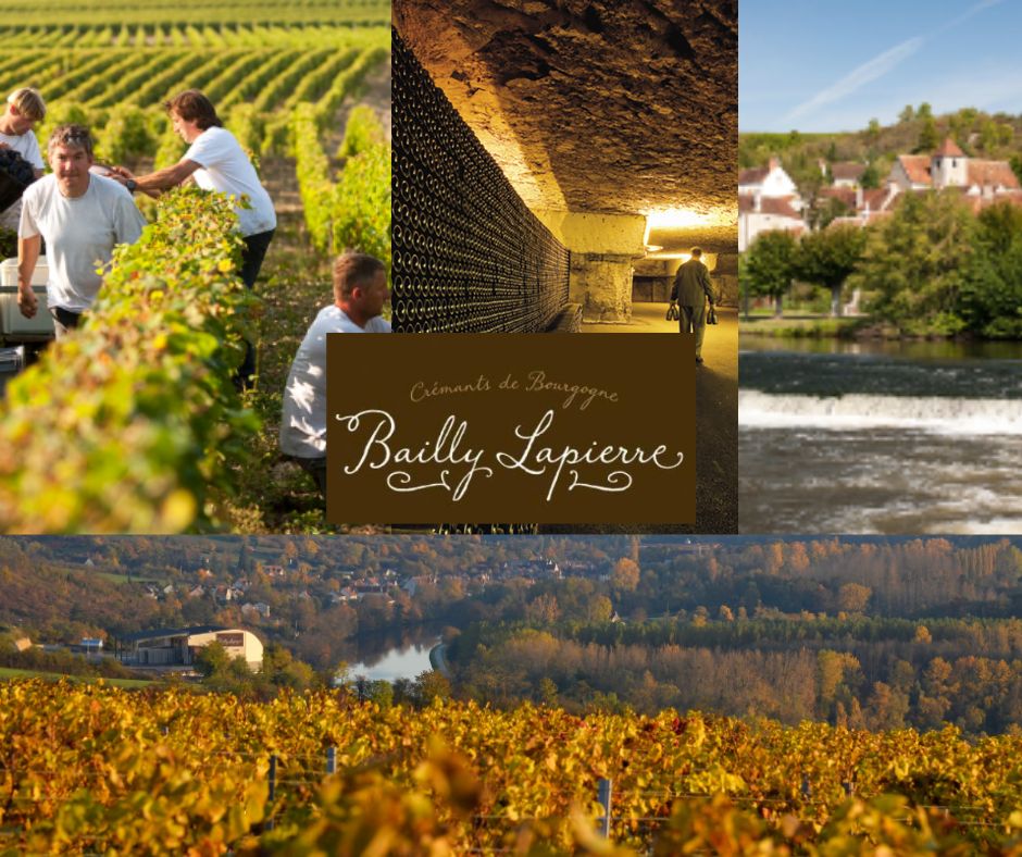 Bailly Lapierre: vignerons, chai, vignobles St-Bris le Vineux