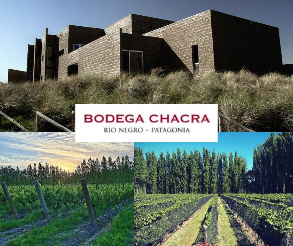 Bodega Chacra: chai et vignobles