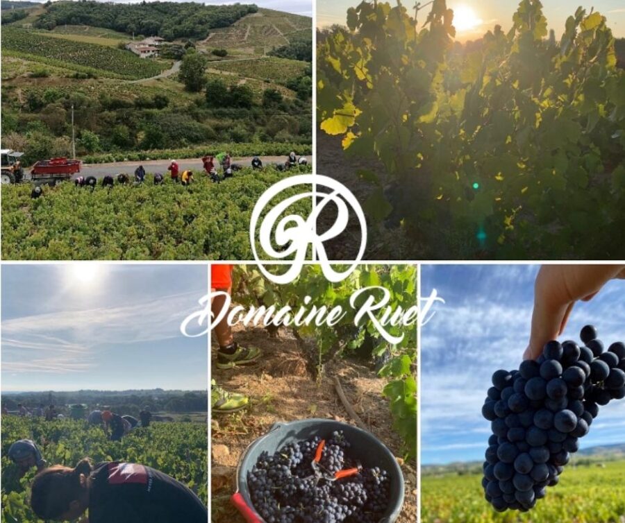 Domaine Ruet: Chai et vignobles