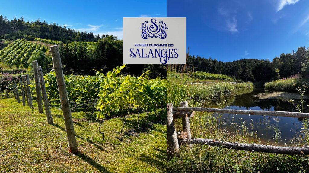 Vignoble du Domaine des Salanges. (Crédit photo Fanny Bérubé)