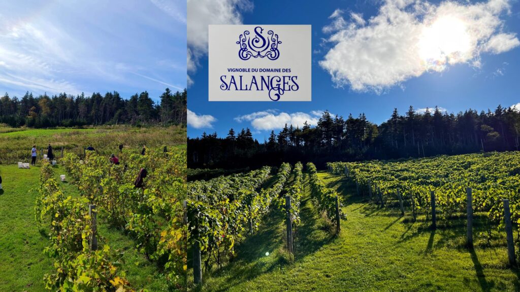 Vignoble du Domaine des Salanges. (Crédit photo Fanny Bérubé)