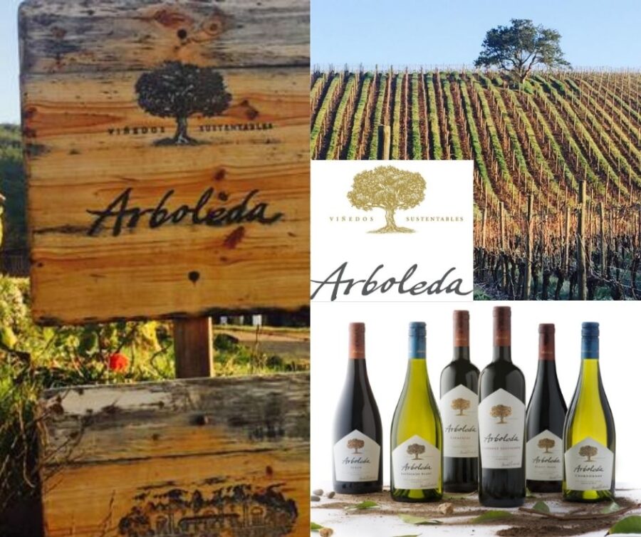 Vina Arboleda: vignobles et vins