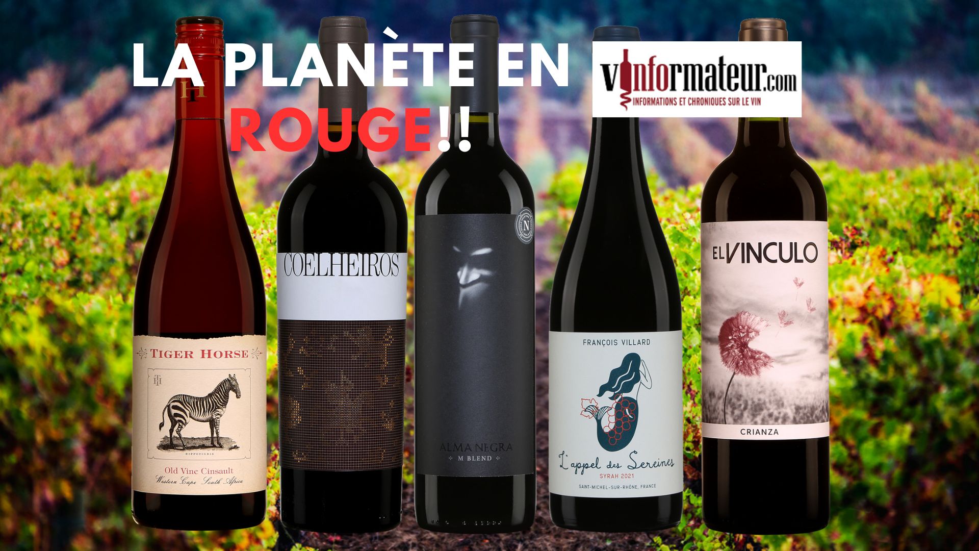 Vins rouges | Vinformateur