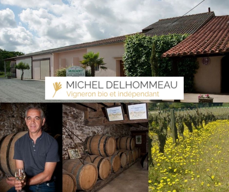 Les Vignes Saint Vincent - Michel Delhommeau: chai et vignobles