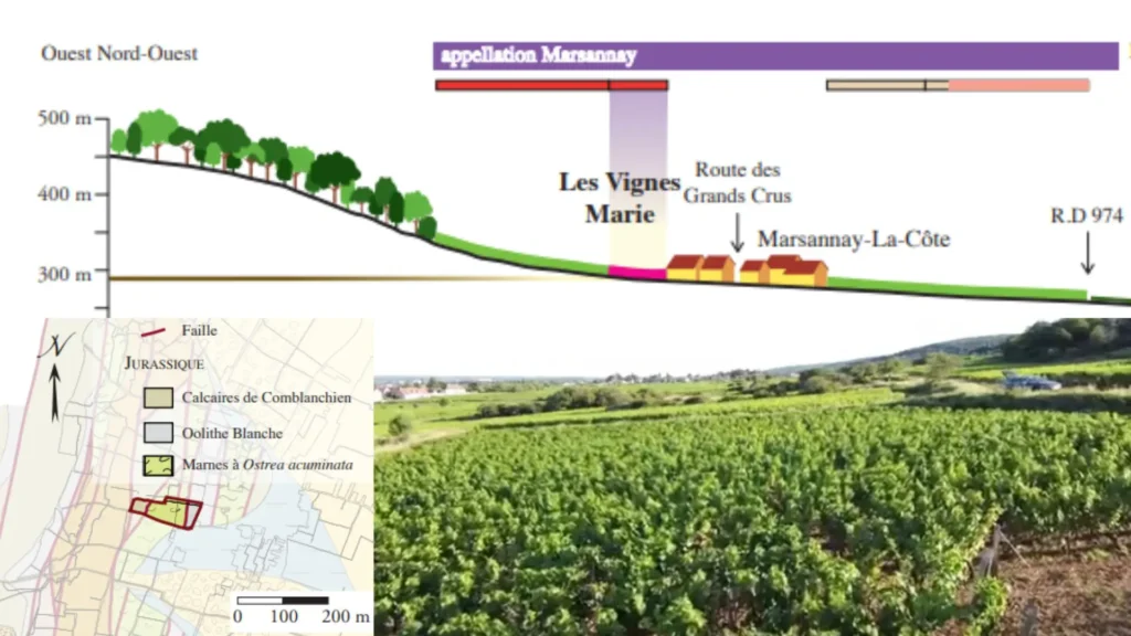 Carte viticole lieu-dit Les Vignes Marie/Marsannay