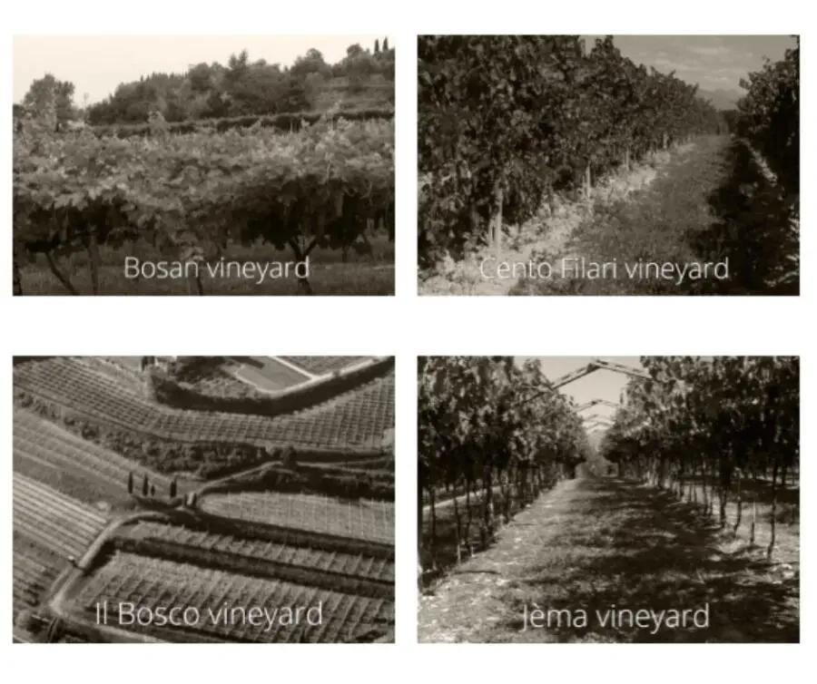 Gerardo Cesari: vignobles