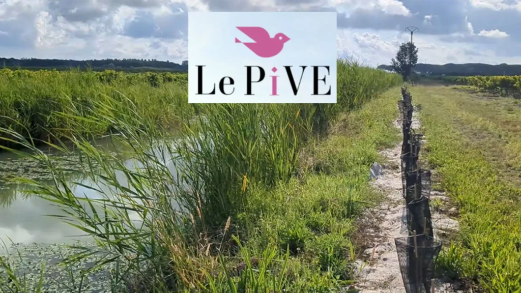 Roubines de la Camargue