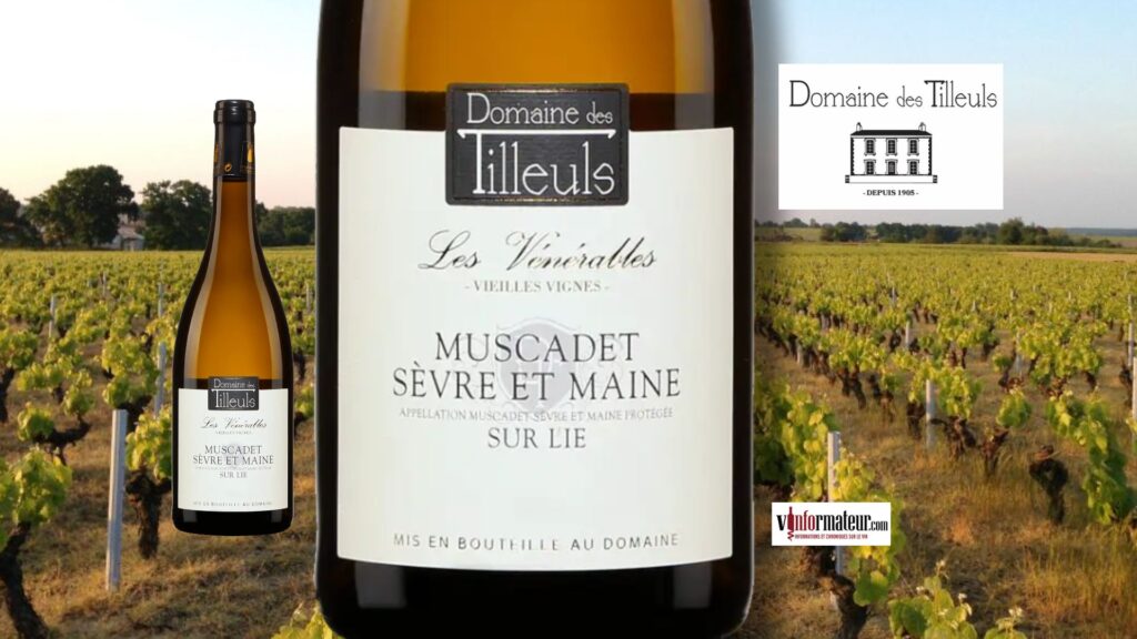 🍋 Muscadet 2025 : fraîcheur, tension et minéralité au rendez-vous