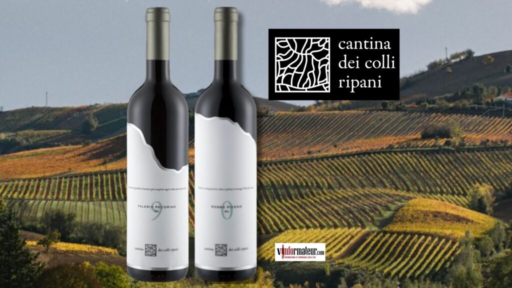 Pourquoi les vins des Marches séduisent de plus en plus les amateurs : découverte de Cantina dei Colli Ripani