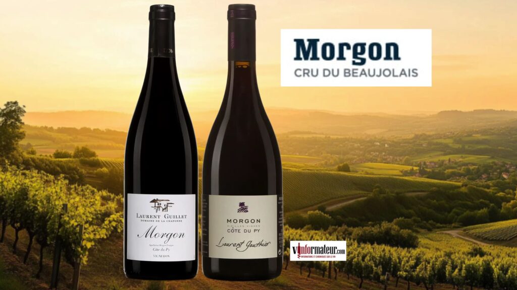🍷 Morgon Côte du Py : 2 vins remarquables qui révèlent le plus grand terroir du Beaujolais