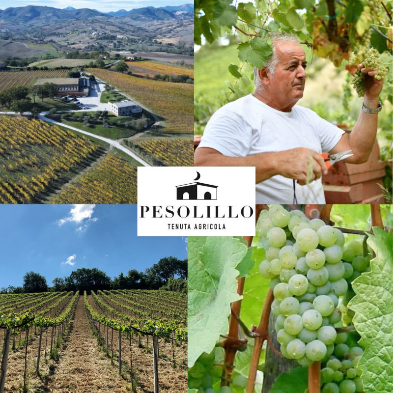 Pesolillo Tenuta Agricola: chai et vignobles