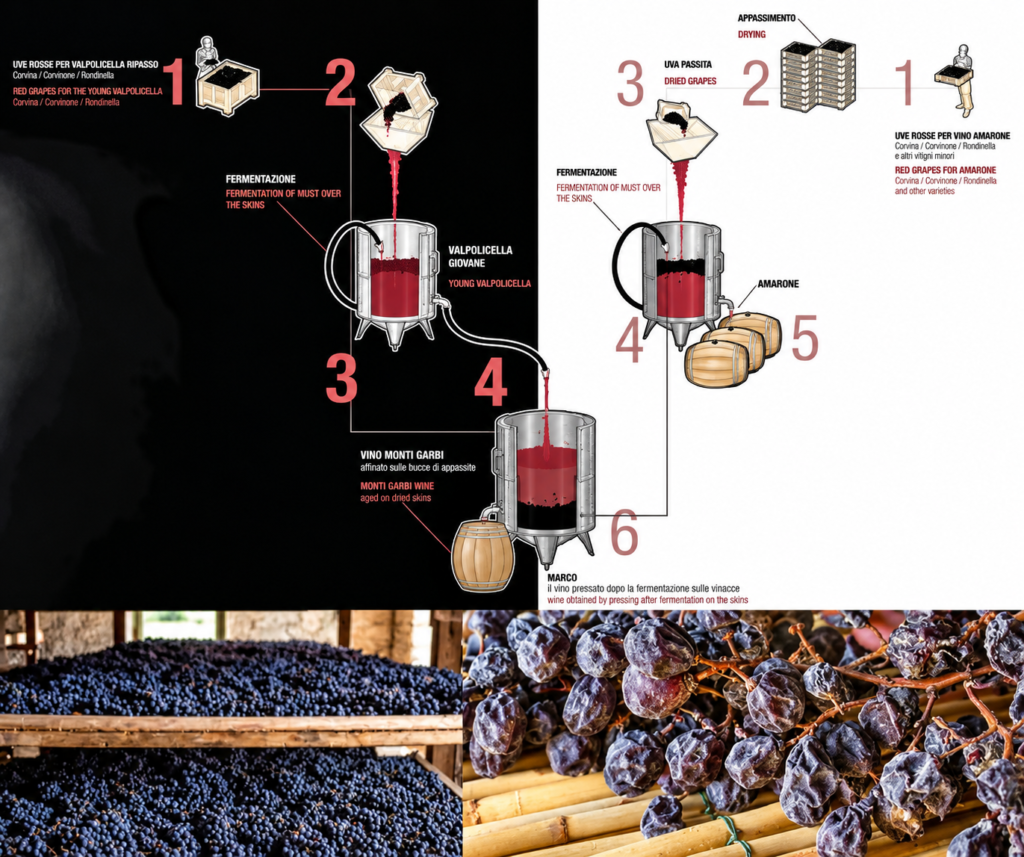 Processus de vinification l'appassimento