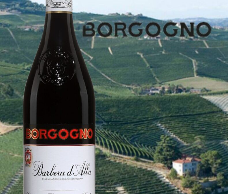 Découvrez la fraîcheur d’un Barbera d’Alba!