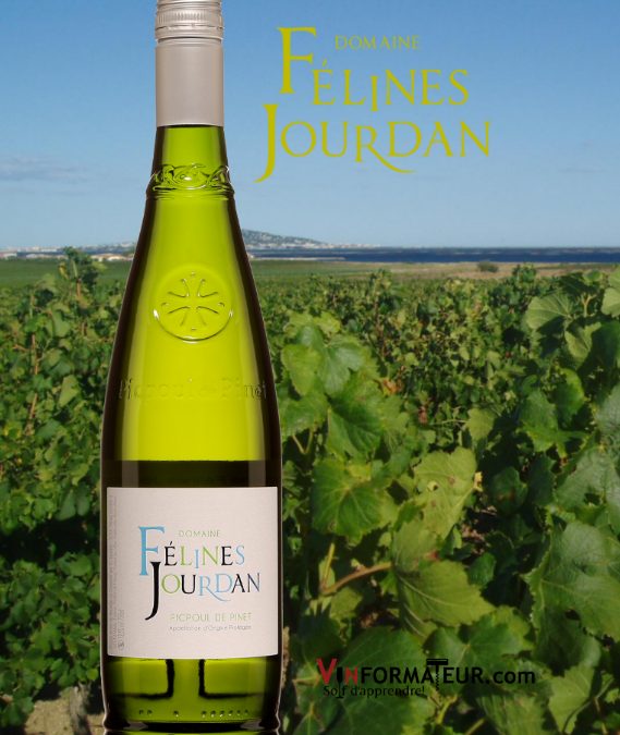 Félines Jourdan, Picpoul de Pinet. Vin blanc goûteux et d’une belle vivacité!