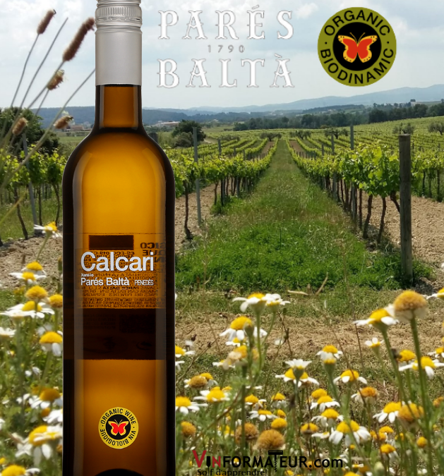 On achète ce vin blanc d’Espagne! Calcari, Parés Baltà, 2019.
