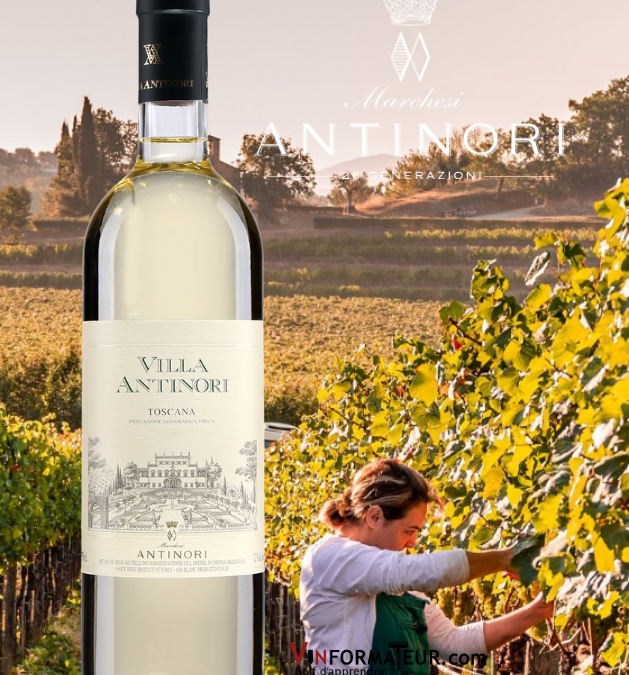 Villa Antinori Bianco 2019. Toujours une valeur sûre!