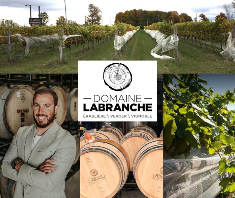Domaine Labranche : des cépages rustiques au Riesling et au Gamay, l’évolution d’un vignoble québécois