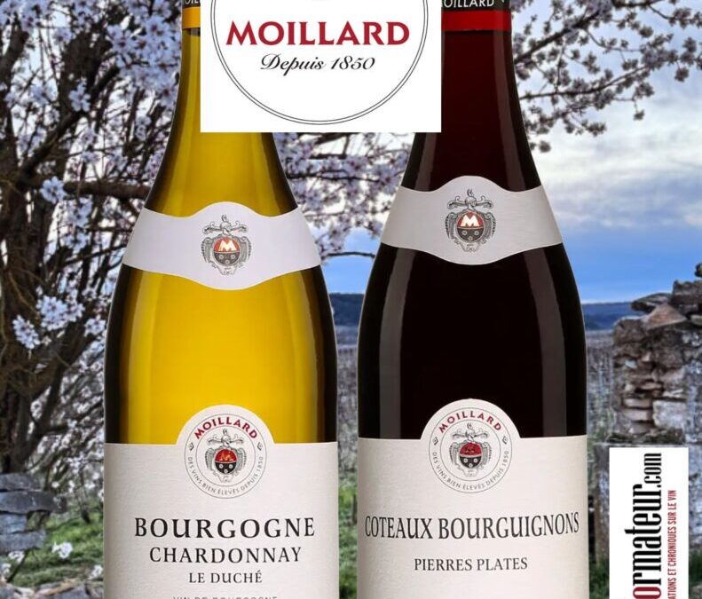 La Bourgogne à prix fort raisonnable! Chardonnay et Gamay de la maison Moillard.